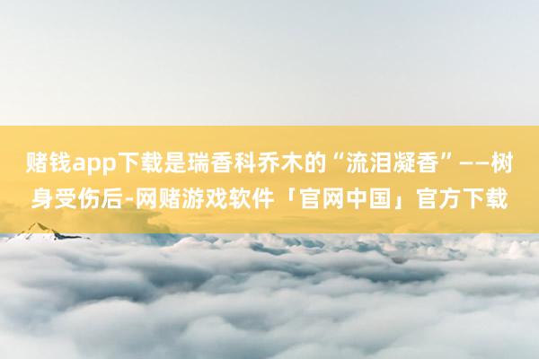 赌钱app下载是瑞香科乔木的“流泪凝香”——树身受伤后-网赌游戏软件「官网中国」官方下载